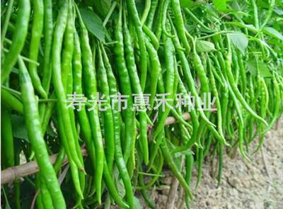 香辣线椒