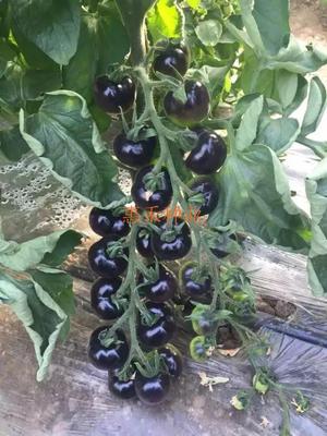 黑美人番茄种子