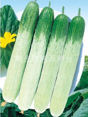 全能春秋