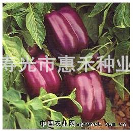 紫贵人甜椒种子